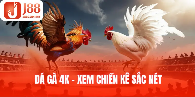 Chiến kê 4K được xem là một trải nghiệm đỉnh cao