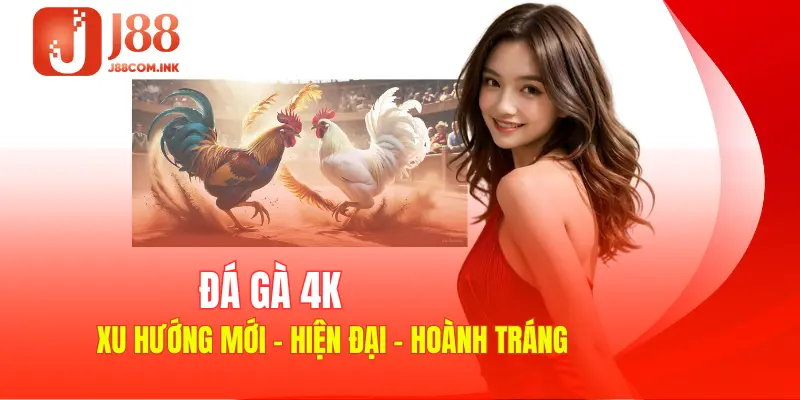 Chiến kê 4K trực tiếp đang trở thành xu hướng phổ biến đặc biệt